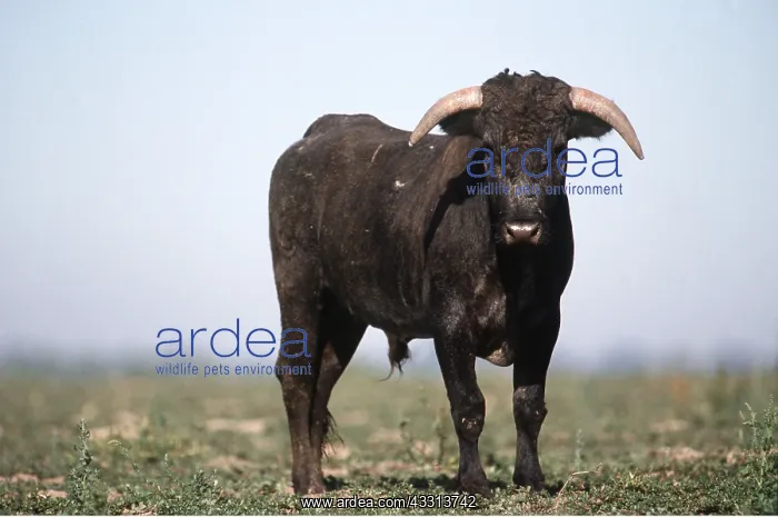 : CATTLE -SPANISH BULL : CATTLE -SPANISH BULL