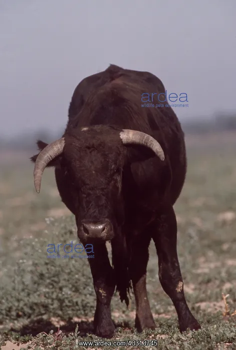: CATTLE - SPANISH BULL, head on : CATTLE - SPANISH BULL, head on