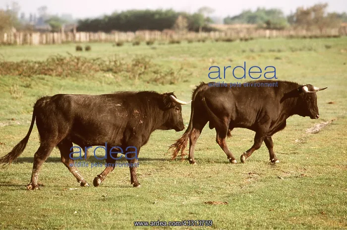 : CATTLE - SPANISH BULL X 2 : CATTLE - SPANISH BULL X 2