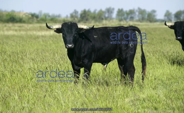 : CATTLE - SPANISH (Toro) BULL / Taureau espagnol, In a field : CATTLE - SPANISH (Toro) BULL / Taureau espagnol, In a field
