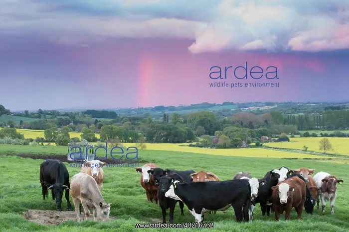 : Cattle standing in a meadow in spring - GB : Cattle standing in a meadow in spring - GB