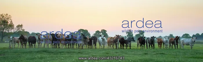 : Cattle standing in a meadow in spring - GB : Cattle standing in a meadow in spring - GB
