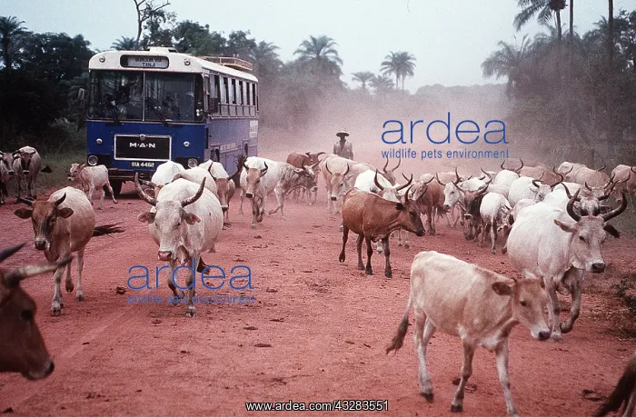 : CATTLE - IN STREET : CATTLE - IN STREET