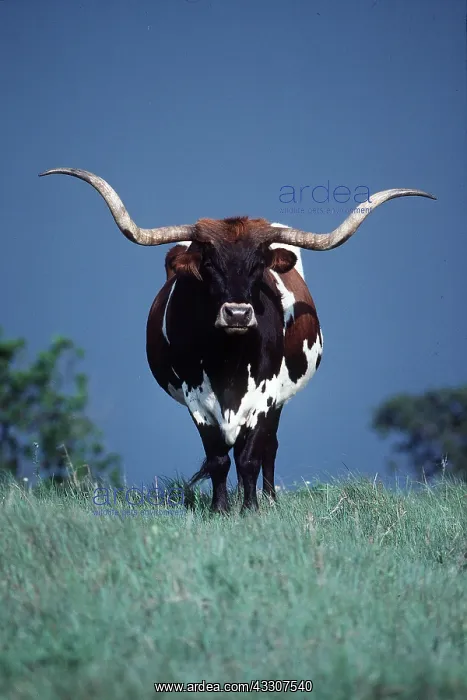 : CATTLE - TEXAS LONGHORN : CATTLE - TEXAS LONGHORN