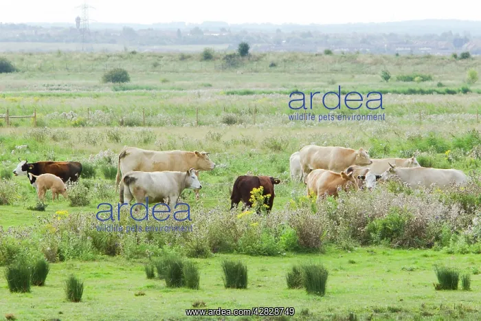 : Cattle on Thames Grazing Marshes : Cattle on Thames Grazing Marshes