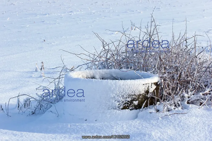 : Cattle trough in the snow, Nuenen : Cattle trough in the snow, Nuenen