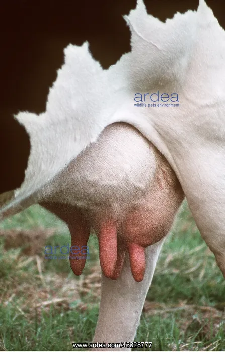 : CATTLE - UDDER : CATTLE - UDDER