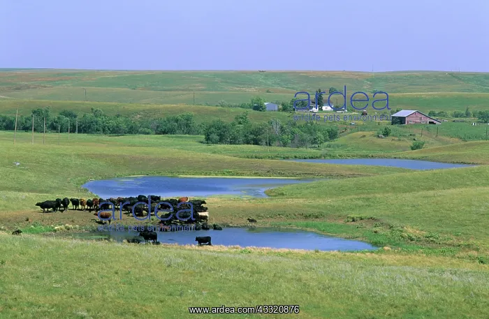 : Cattle at a watering hole : Cattle at a watering hole