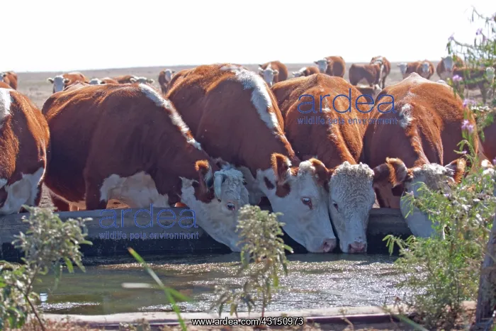  : Cattle at Watering Tank