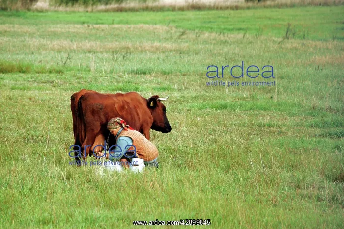  : Cattle - woman milking cow In Lithuania