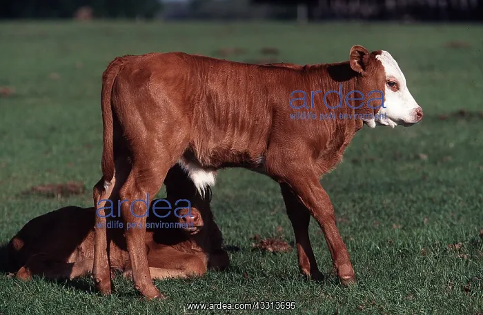 : CATTLE - x two bull calves : CATTLE - x two bull calves