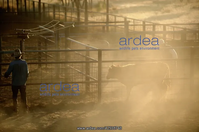 : Cattle in yard for drafting.separating calf from.mother : Cattle in yard for drafting.separating calf from.mother