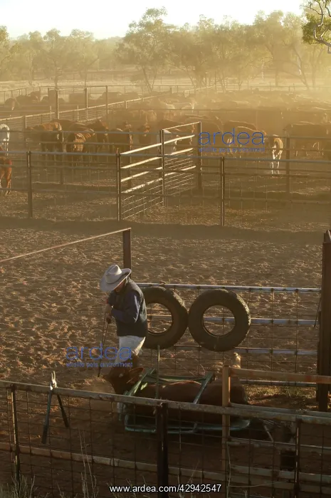 : Cattle in yards.Cattle drafting - this involves : Cattle in yards.Cattle drafting - this involves