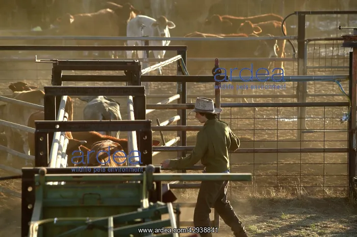 : Cattle in yards.Cattle drafting - separating calves : Cattle in yards.Cattle drafting - separating calves