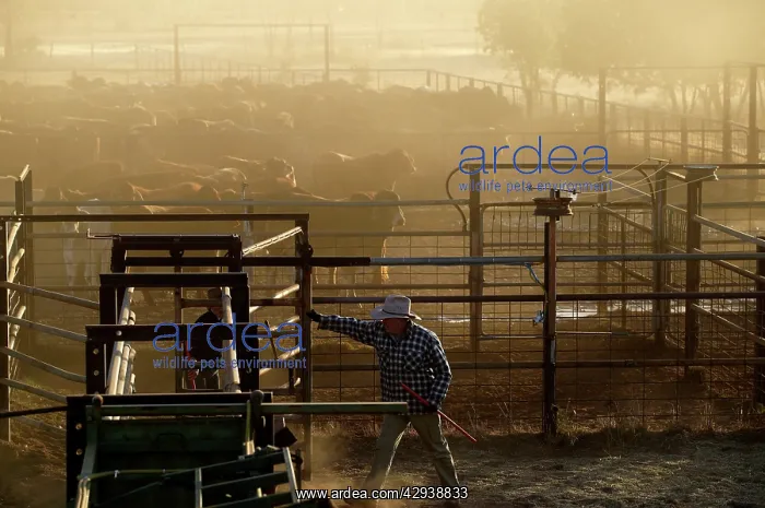 : Cattle in yards.drafting cattle - separating calf : Cattle in yards.drafting cattle - separating calf