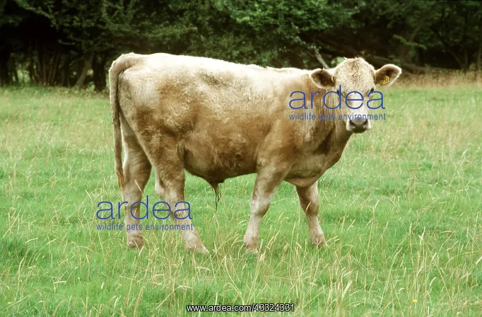 : CATTLE - YOUNG BULLOCK : CATTLE - YOUNG BULLOCK