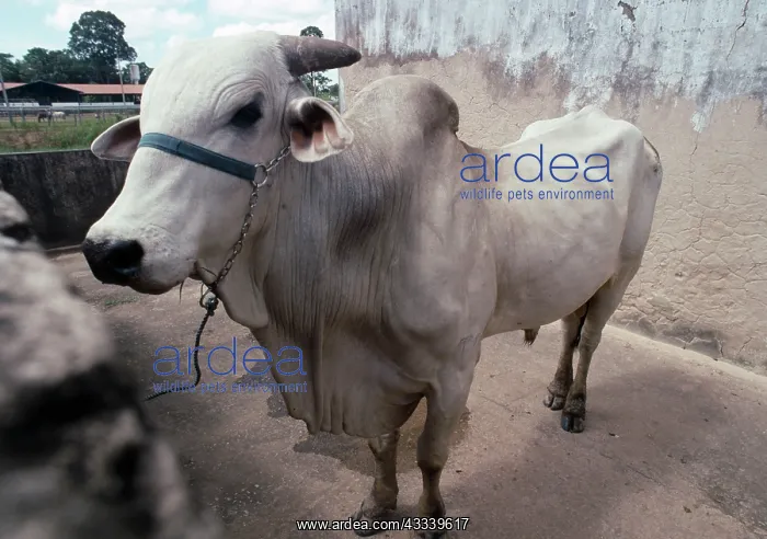: Cattle - Zebu Bull at ranch in Rondonia State : Cattle - Zebu Bull at ranch in Rondonia State