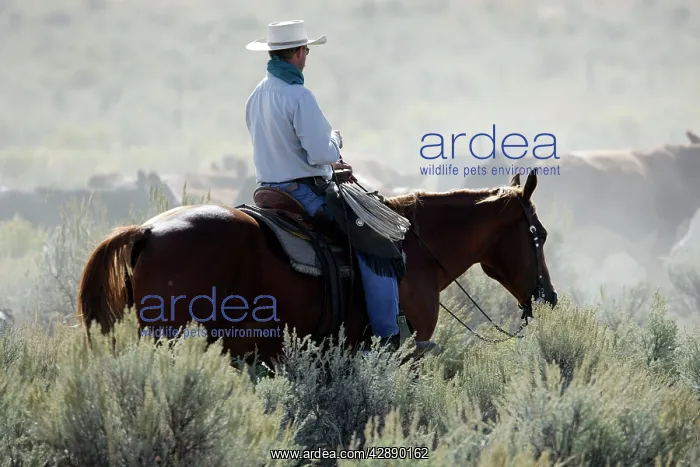 : Cattleman with Angus / Charolais cattle : Cattleman with Angus / Charolais cattle