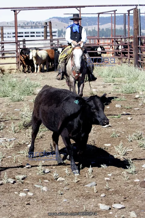 : Cattleman herding Angus / Charolais cattle : Cattleman herding Angus / Charolais cattle