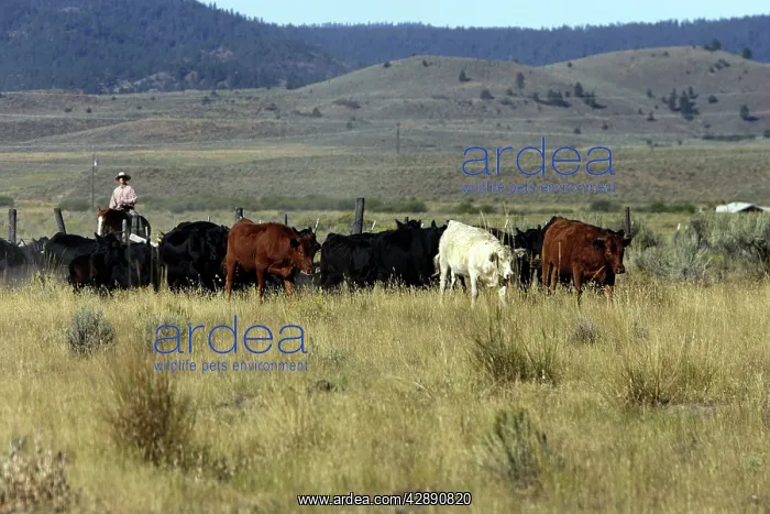 : Cattleman herding Angus / Charolais cattle : Cattleman herding Angus / Charolais cattle