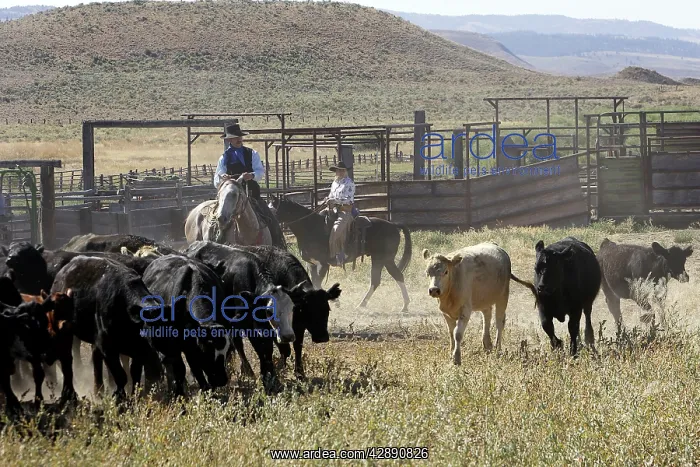 : Cattleman herding Angus / Charolais cattle : Cattleman herding Angus / Charolais cattle