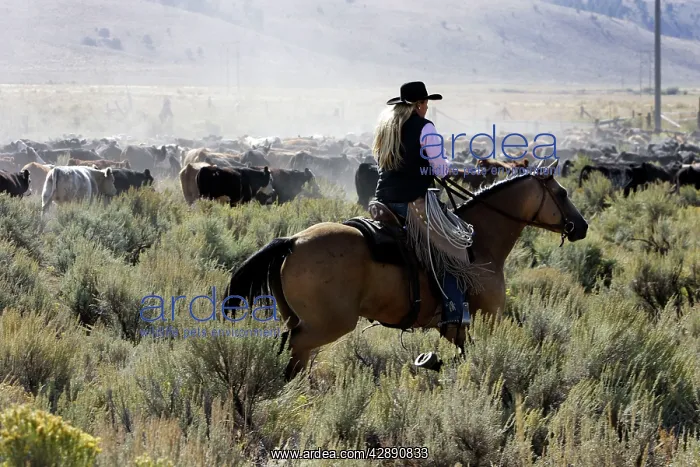 : Cattleman herding Angus / Charolais cattle : Cattleman herding Angus / Charolais cattle