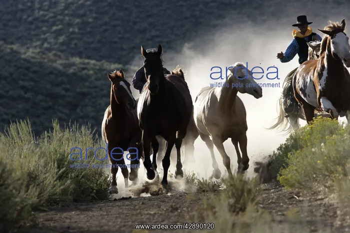 : Cattleman herding Quarter / Paint Horses : Cattleman herding Quarter / Paint Horses