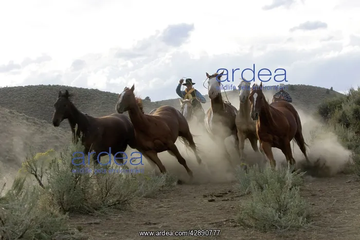 : Cattleman herding Quarter / Paint Horses : Cattleman herding Quarter / Paint Horses
