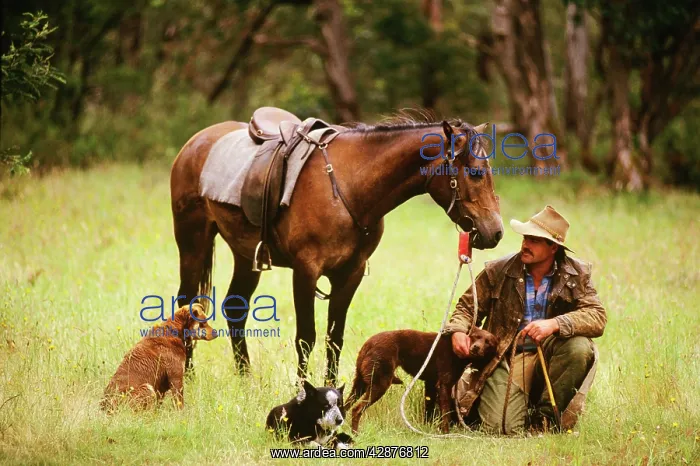 : Cattleman with two Kelpies and one cross Blue Heeler : Cattleman with two Kelpies and one cross Blue Heeler