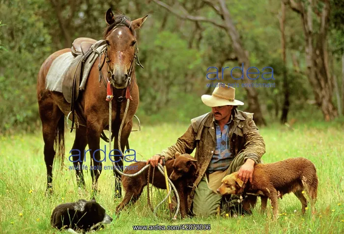 : Cattleman with two kelpies & cross blue heeler / kelpie : Cattleman with two kelpies & cross blue heeler / kelpie