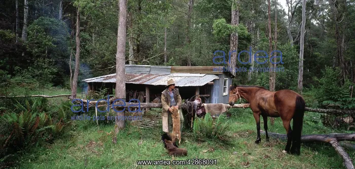 : Cattleman and his Kelpie's dogs : Cattleman and his Kelpie's dogs