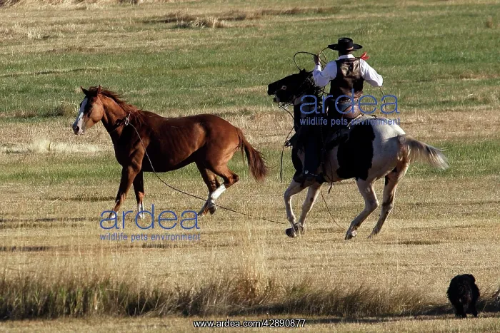 : Cattleman lassoing Quarter / Paint Horse : Cattleman lassoing Quarter / Paint Horse