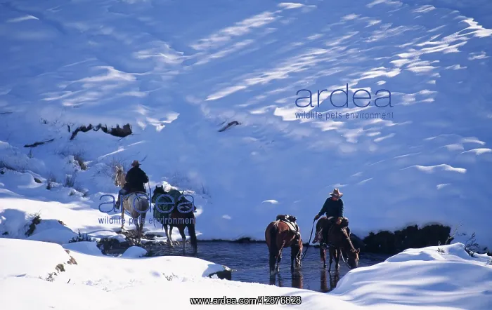 : Cattleman - leading horses. In search of lost cattle : Cattleman - leading horses. In search of lost cattle