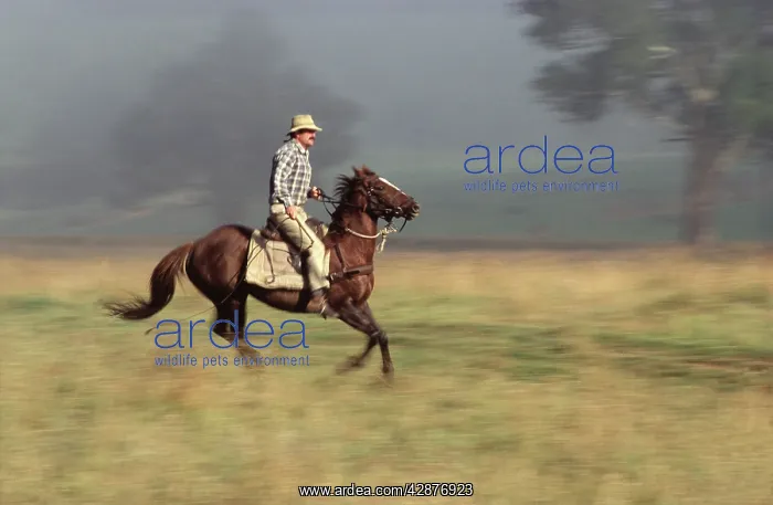 : Cattleman - during mustering at Tom Groging Station : Cattleman - during mustering at Tom Groging Station
