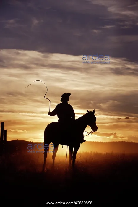  : Cattleman with Quarter  /  Paint Horse. Ponderosa Ranch
