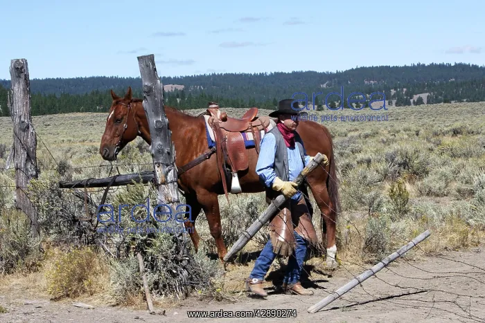 : Cattleman with Quarter / Paint Horse - putting up fence : Cattleman with Quarter / Paint Horse - putting up fence