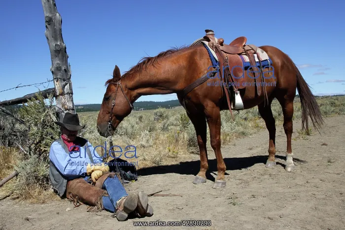 : Cattleman with Quarter / Paint Horse - resting : Cattleman with Quarter / Paint Horse - resting