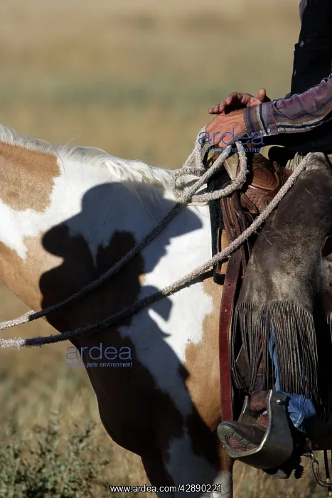 : Cattleman riding Quarter / Paint Horse : Cattleman riding Quarter / Paint Horse