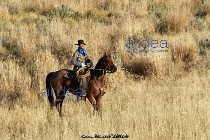 : Cattleman riding Quarter / Paint Horse : Cattleman riding Quarter / Paint Horse