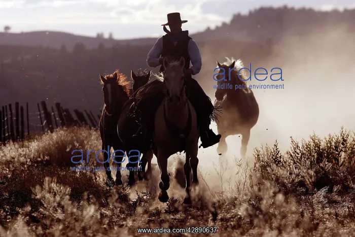 : Cattleman riding Quarter / Paint Horse : Cattleman riding Quarter / Paint Horse