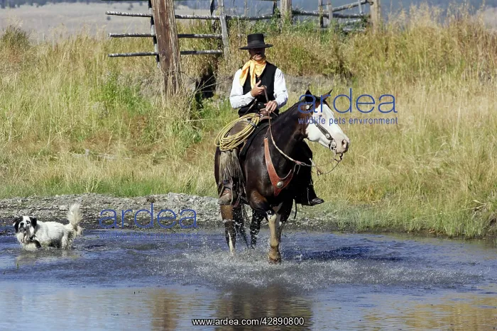  : Cattleman riding Quarter  /  Paint Horse