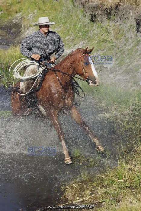 : Cattleman riding Quarter / Paint Horse : Cattleman riding Quarter / Paint Horse