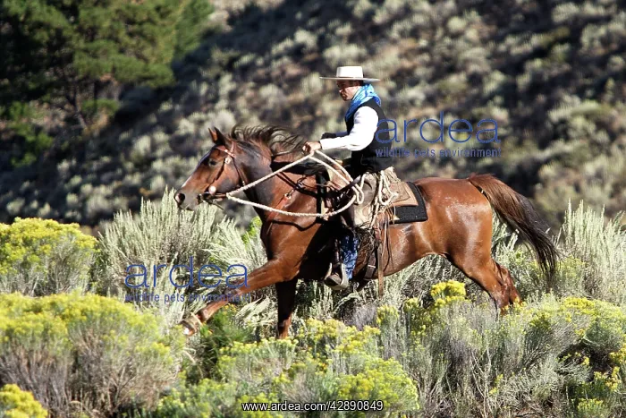 : Cattleman riding Quarter / Paint Horse : Cattleman riding Quarter / Paint Horse