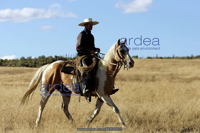 : Cattleman riding Quarter / Paint Horse : Cattleman riding Quarter / Paint Horse