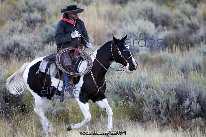 : Cattleman riding Quarter / Paint Horse : Cattleman riding Quarter / Paint Horse