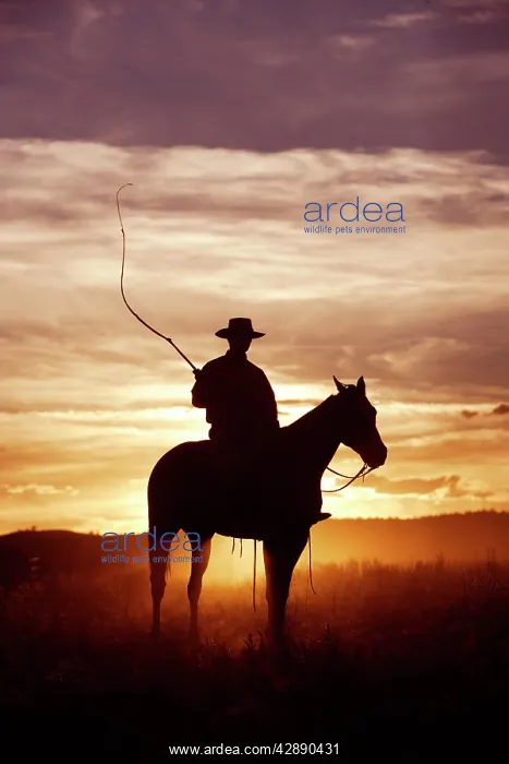 : Cattleman riding Quarter / Paint Horse - at sunset : Cattleman riding Quarter / Paint Horse - at sunset
