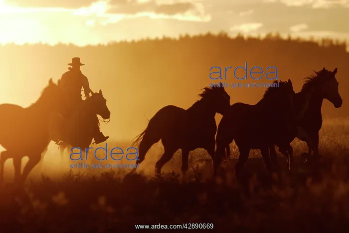 : Cattleman riding Quarter / Paint Horse at sunset : Cattleman riding Quarter / Paint Horse at sunset
