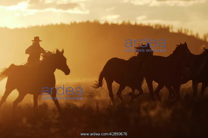 : Cattleman riding Quarter / Paint Horse at sunset : Cattleman riding Quarter / Paint Horse at sunset