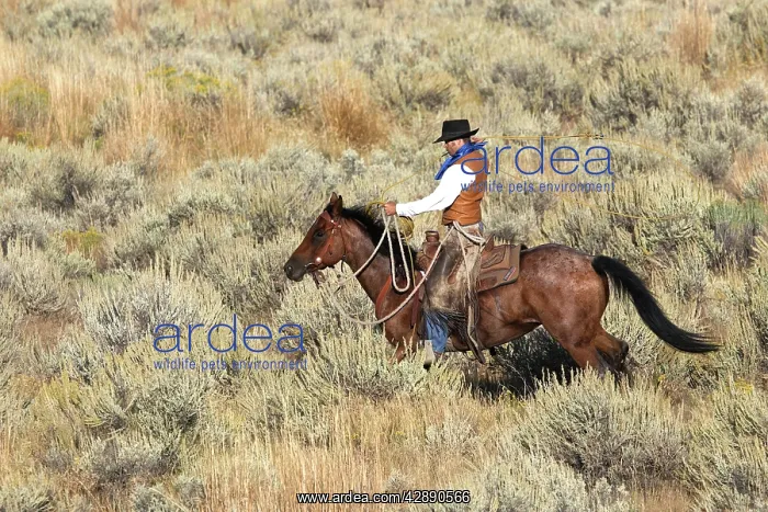 : Cattleman riding Quarter / Paint Horse - using lasso : Cattleman riding Quarter / Paint Horse - using lasso