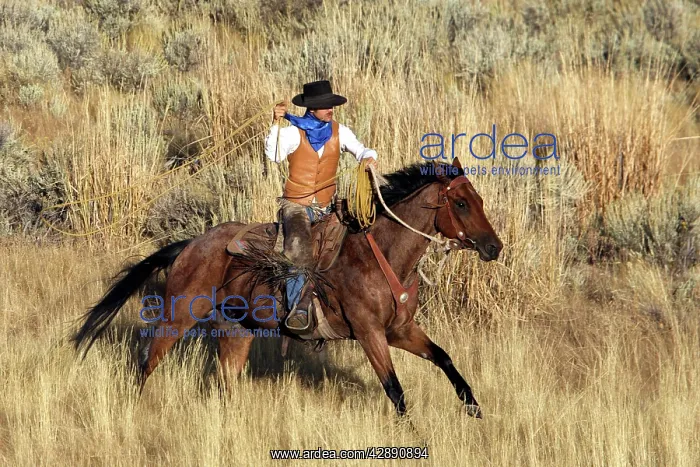 : Cattleman riding Quarter / Paint Horse - using lasso : Cattleman riding Quarter / Paint Horse - using lasso